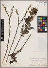 Foto von Salix aurita L.